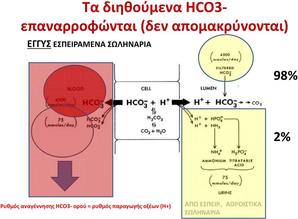 98% 2% Ρυθμός αναγέννησης HCO3- ορού = ρυθμός