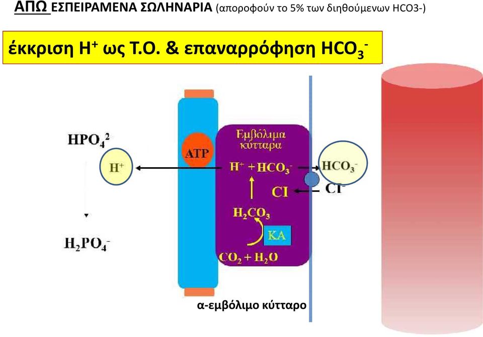 διηθούμενων HCO3-) έκκριση Η+