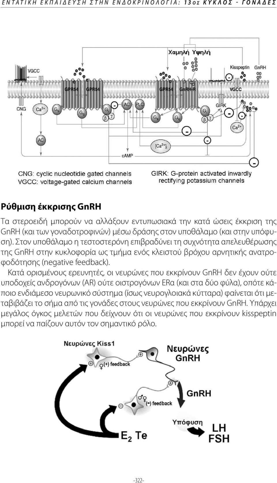 Στον υποθάλαμο η τεστοστερόνη επιβραδύνει τη συχνότητα απελευθέρωσης της GnRH στην κυκλοφορία ως τμήμα ενός κλειστού βρόχου αρνητικής ανατροφοδότησης (negative feedback).