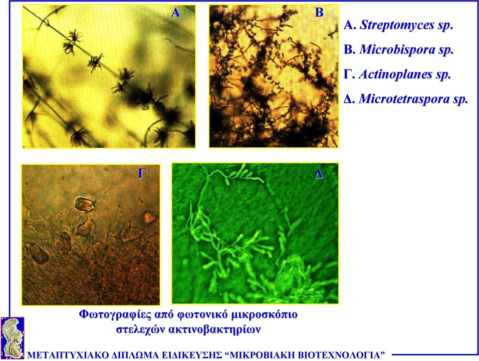 Δ. Microtetraspora sp.