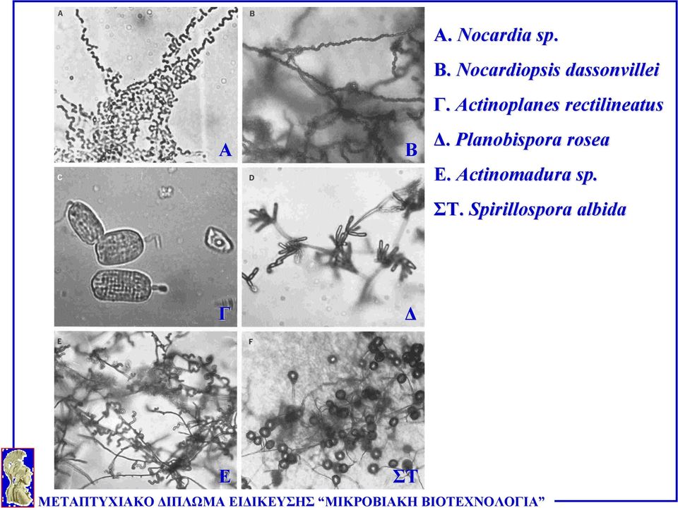 Actinoplanes rectilineatus Δ.