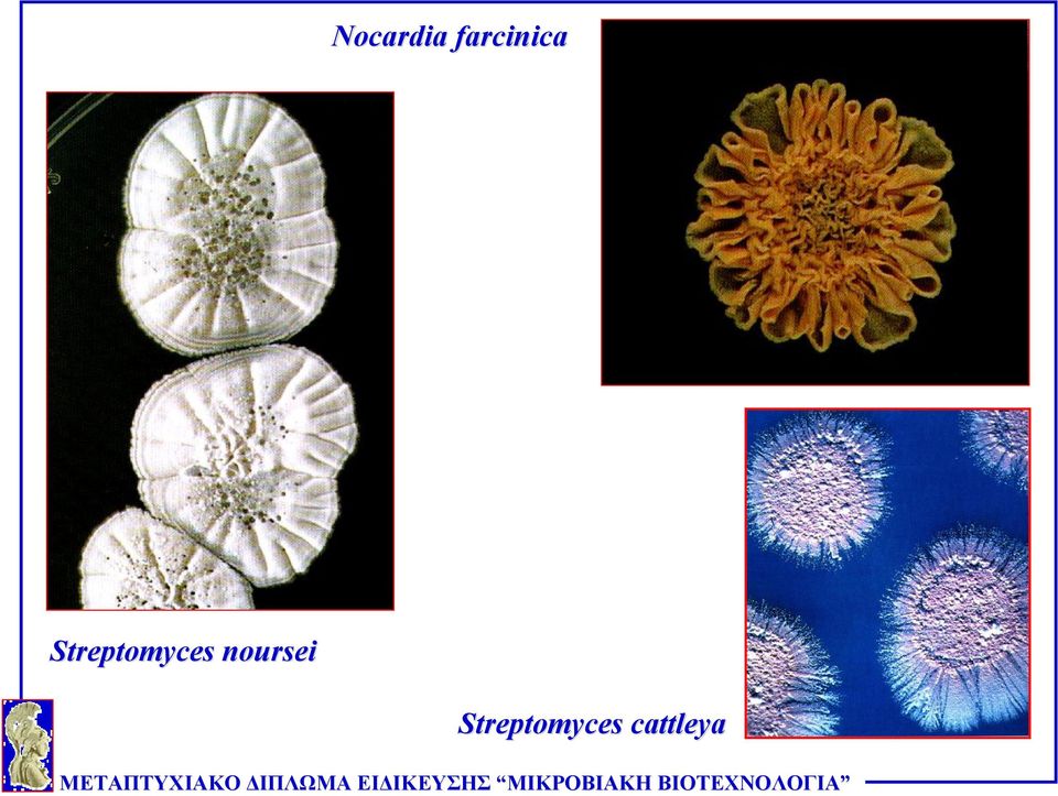 Streptomyces