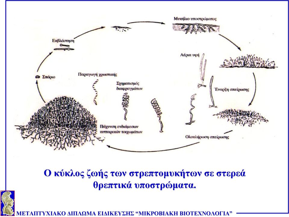 στρεπτομυκή σε