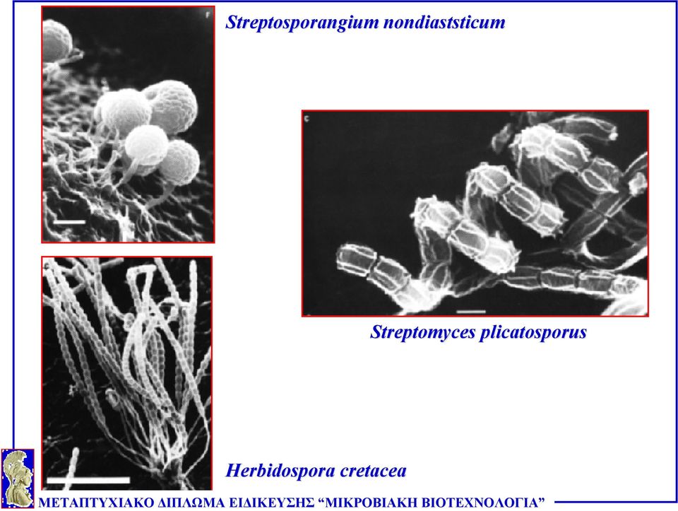 Streptomyces