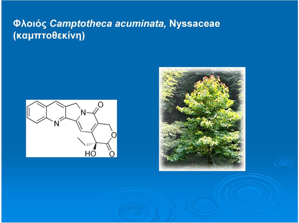 acuminata,