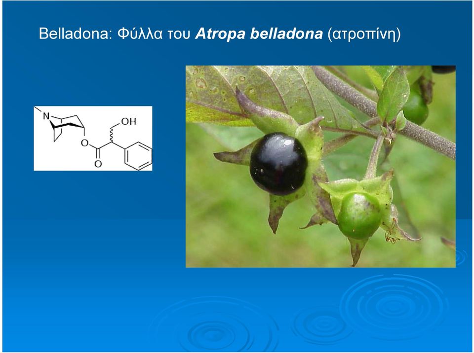 Atropa