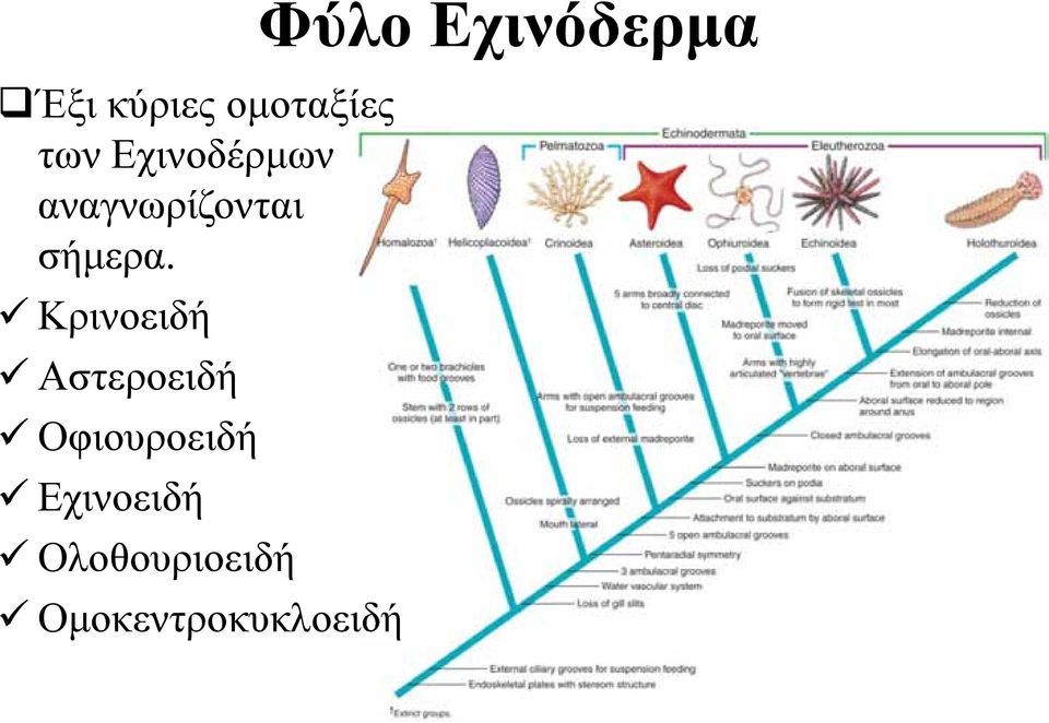 Κρινοειδή Αστεροειδή Οφιουροειδή