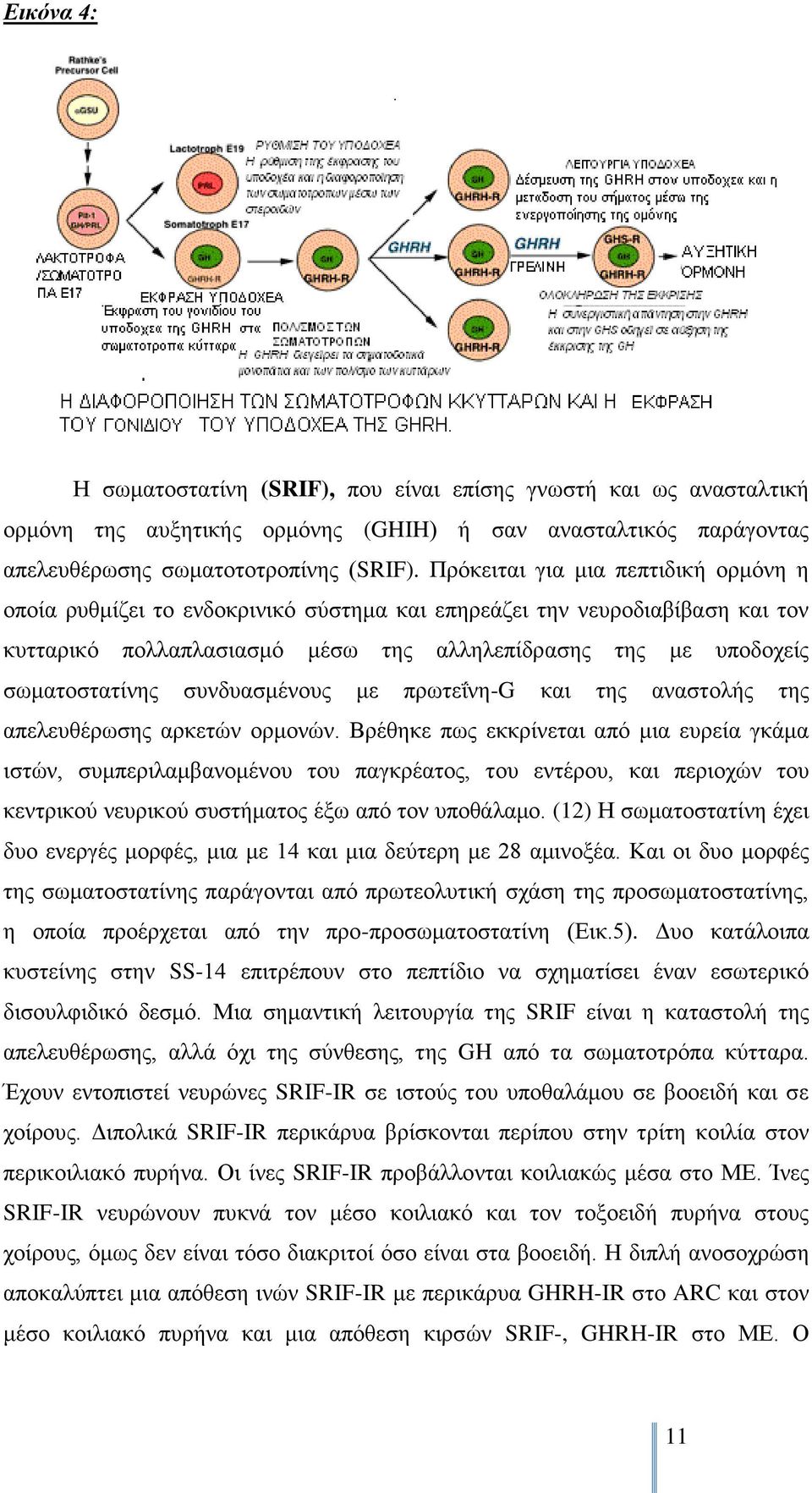 ζπλδπαζκέλνπο κε πξσηεΐλε-g θαη ηεο αλαζηνιήο ηεο απειεπζέξσζεο αξθεηψλ νξκνλψλ.