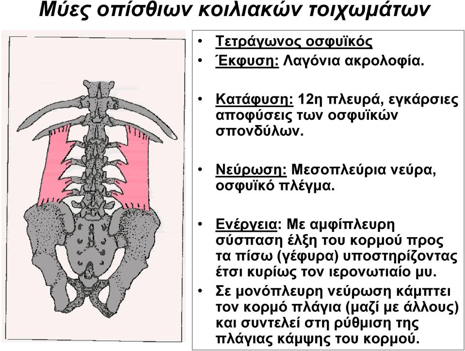 Νεύρωση: Μεσοπλεύρια νεύρα, οσφυϊκό πλέγμα.