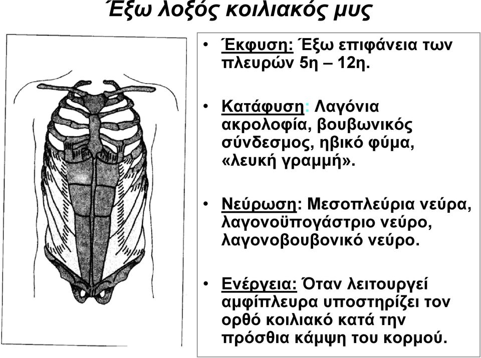 Νεύρωση: Μεσοπλεύρια νεύρα, λαγονοϋπογάστριο νεύρο, λαγονοβουβονικό νεύρο.