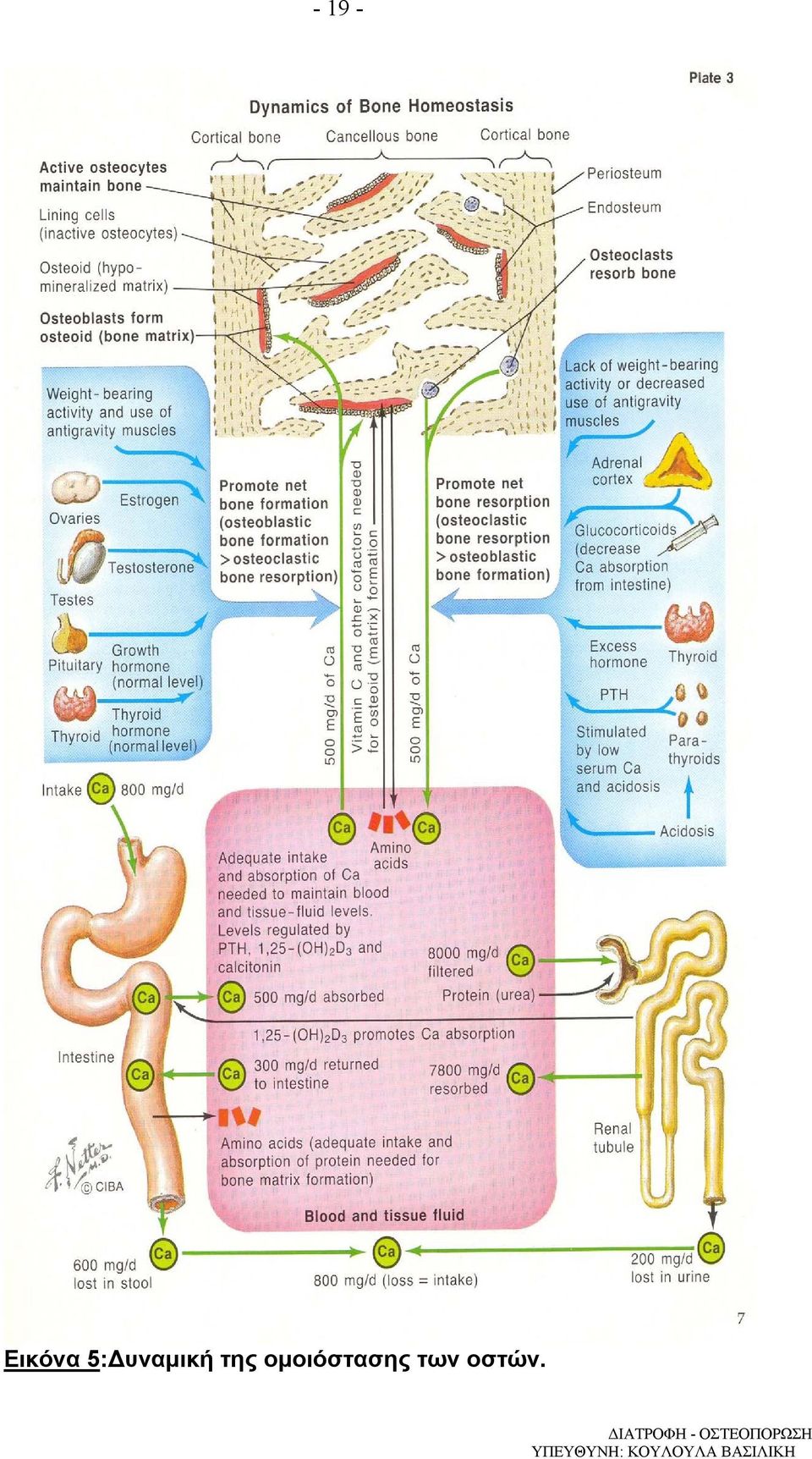 ΙΑΤΡΟΦΗ - ΟΣΤΕΟΠΟΡΩΣΗ
