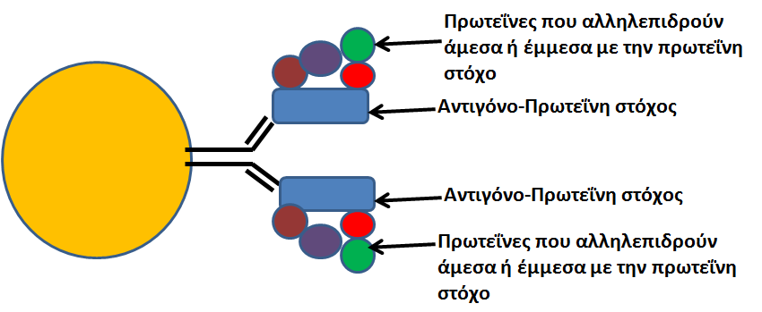 πρωτεΐνη στόχος και μόρια που αλληλεπιδρούν μαζί της συν- καθιζάνουν ως ένα σύμπλοκο αλληλεπιδρούσας πρωτεΐνης ή «θήραμα», - πρωτεΐνη στόχος, από ένα κυτταρικό εκχύλισμα (Σχήμα 3).
