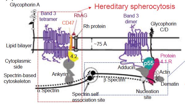 Hem. 35:237 243; 2013) protein 4.