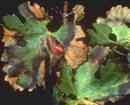 Οι φορείς του βακτηρίου ανήκουν σε φορέων (τζιτζικάκια) του Xylella fastidiosa (πηγή: http://www.insectsexplained.com/img/0710.jpg).