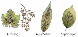 σπάρτιο (Spartium juncerum) και ράμνος (Ramnus alaternus). To 2016 περιελήφθησαν μεταξύ άλλων και η τομάτα (Solanum lycopersicum) και η μελιτζάνα (Solanum melongena) (βλ.