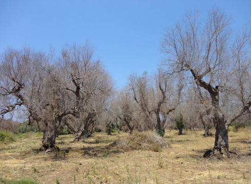 Προσβεβλημένα ελαιόδενδρα από