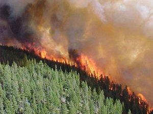 Να αποφεύγεται το κάψιμο των σκουπιδιών στους σκουπιδότοπους. Αν αντιληφθεί κάποιος φωτιά στο δάσος πρέπει να ειδοποιήσει αμέσως, χωρίς καθυστέρηση, το Τμήμα Δασών ή την Αστυνομία ή την Πυροσβεστική.