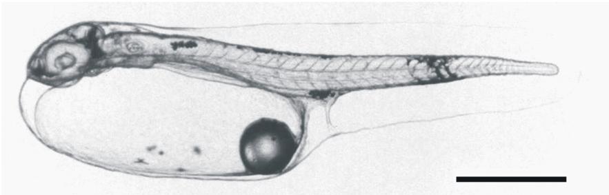 πτερυγιοπτυχή Pectoral buds, θωρακικά πτερύγια Heart, καρδιά Len, φακός (ματιού) Otolith, ωτόλιθος Myoseptum, μυοδιάφραγμα