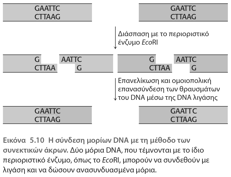 Για την κατασκευή ανασυνδυασμένου DNA