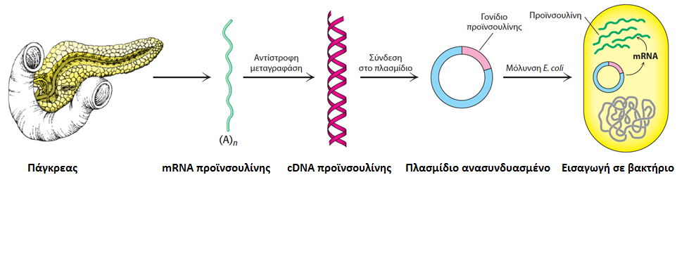 Ευκαρυωτικό DNA μπορεί να κλωνοποιηθεί και να εκφρασθεί σε βακτήρια από το συμπληρωματικό DNA (cdna) που παρασκευάζεται από mrna με