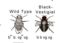 P: Αγρίου τύπου γκρι με φυσιολογικά φτερά b+ b vg+ vg Μαύρα με