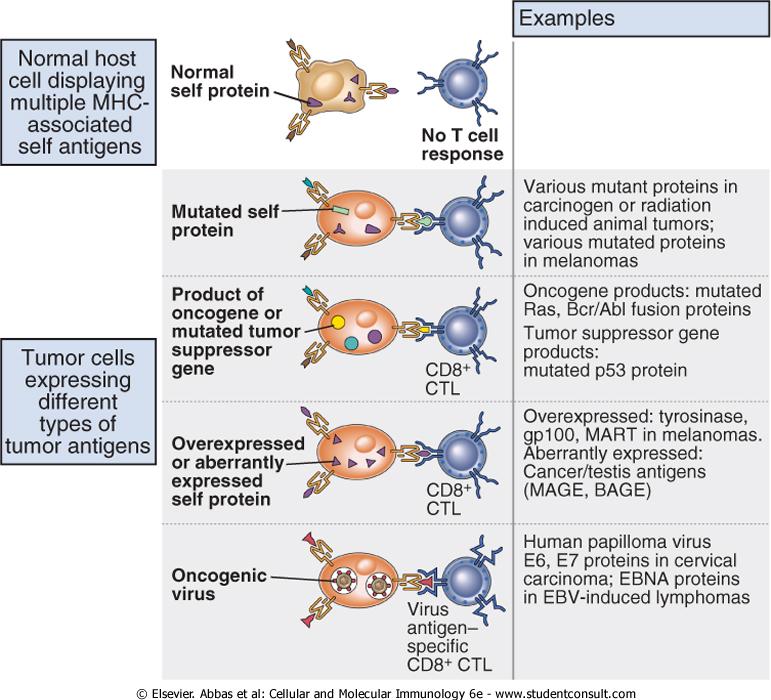 Καρκινικά αντιγόνα (tumor specific antigen TSA) Types of tumor antigens recognized by T cells.