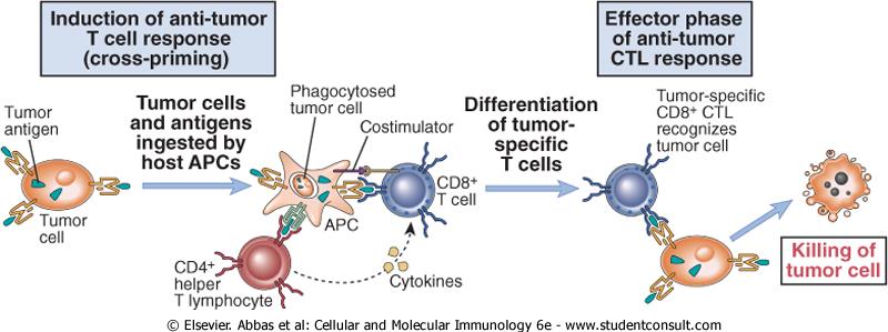 Μηχανισμοί επαγωγής Τ κυτταρικής ανοσίας σε καρκινικούς όγκους Induction of T cell responses to tumors.