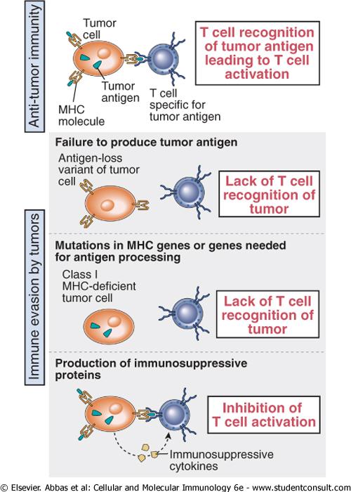 Διαφυγή των όγκων από την ανοσιακή απάντηση Mechanisms by which tumors escape immune defenses.