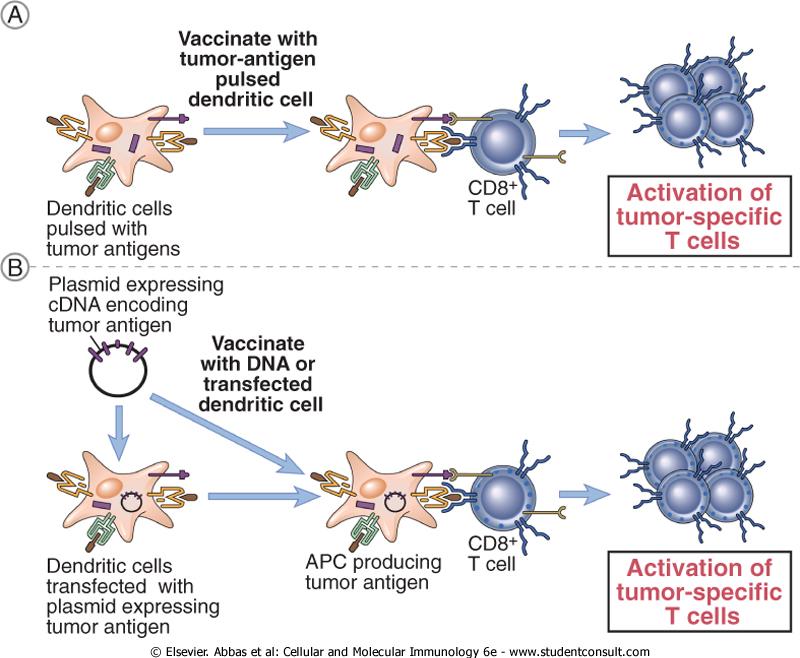 The types of tumor vaccines that have shown