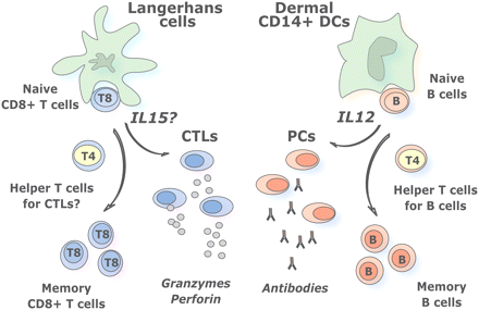 Δενδριτικά κύτταρα (DCs) και ανοσοθεραπεία Functional plasticity of DCs: subsets. Human LCs induce potent CTL responses, possibly via IL-15.