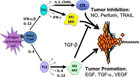 Two Distinct T Cell Differentiation Pathways Lead to Immune Responses that Can Inhibit or Promote Cancer Progression The figure demonstrates the concept that the consequences of T cell activation for