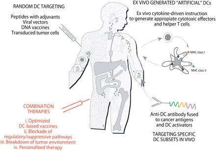 Διαφορετικές προσεγγίσεις ανοσοθεραπείας με DCs 1 2 4 3 Approaches to DC-based immune intervention in cancer. 1) Vaccines based on Ag with or without adjuvant that targets DCs randomly.