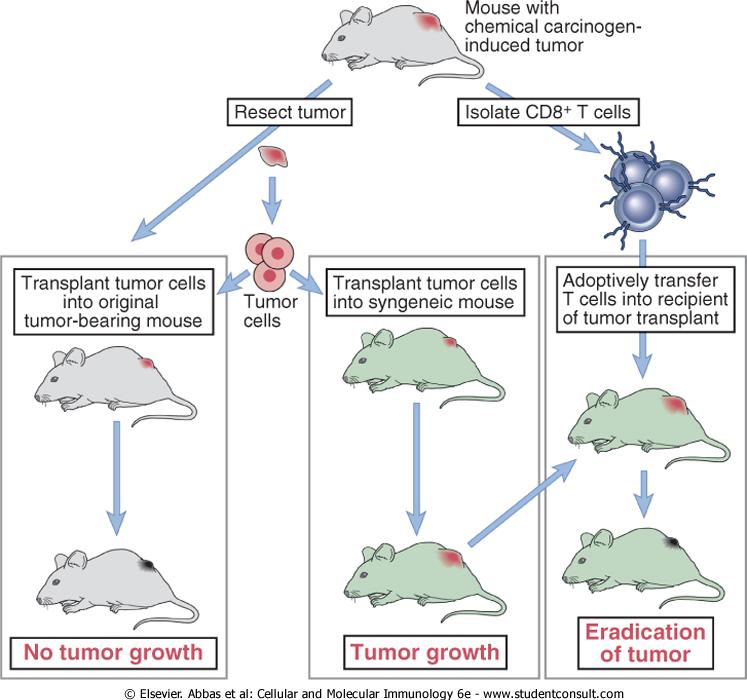 Ανοσία σε όγκους (χημικά καρκινογόνα) Experimental demonstration of tumor immunity.