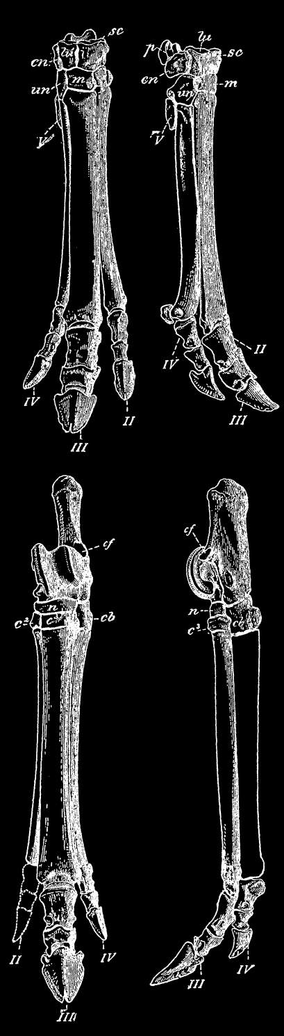 Mesohippus,