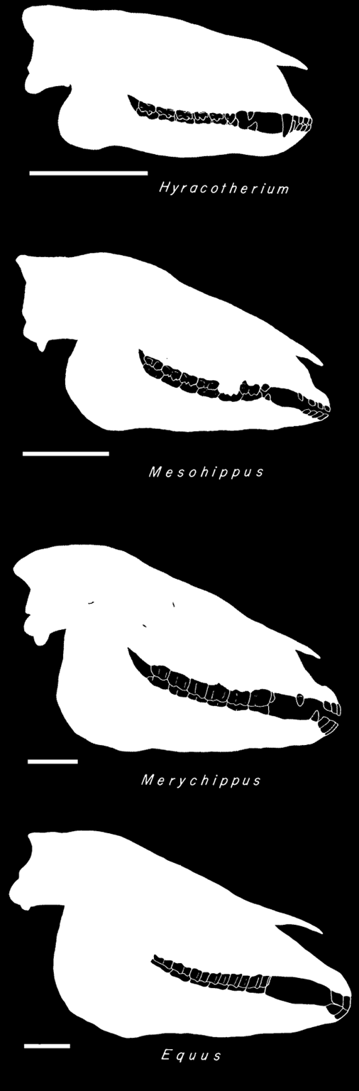 Τέσσερα τυπικά στάδια της εξέλιξης του κρανίου των Equidae, κατά Radinsky (1984), τροποποιημένη.