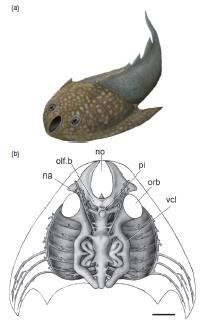 Οστρακόδερμοι Ιχθύες: Γαλεάσπιδοι Σιλούριο-Δεβόνιο (440-410) Φαρδυές ραχιαία Κεφ.