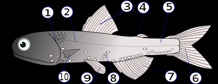 operculum Neopterygii Osteichthyes