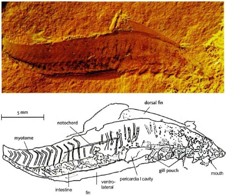 Myllokunmingia Chenhjiang, Κίνα Haikouichthys Chenhjiang, Κίνα Διακριτό