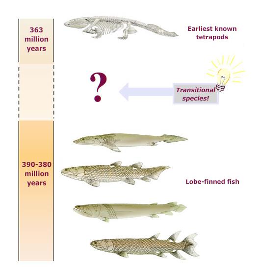 Η αναζητηση του Tiktaalik Σε πετρώματα ηλικίας http://tiktaalik.uchicago.