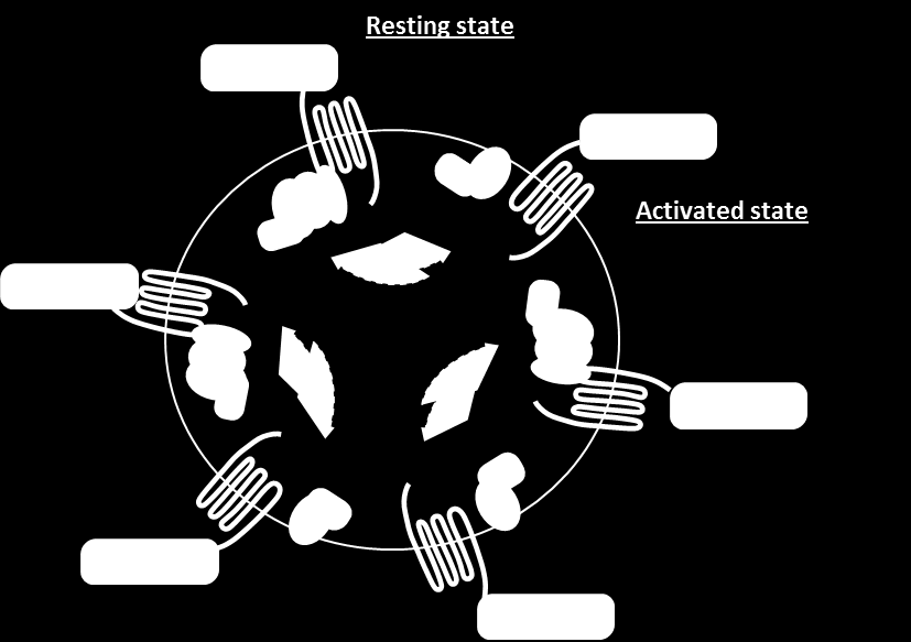 Antagonists target MORE binding sites on a tumor cell as they bind to SSTR independently of the activation state of the receptor Agonist Antagonist 68 Ga-satoreotide, an