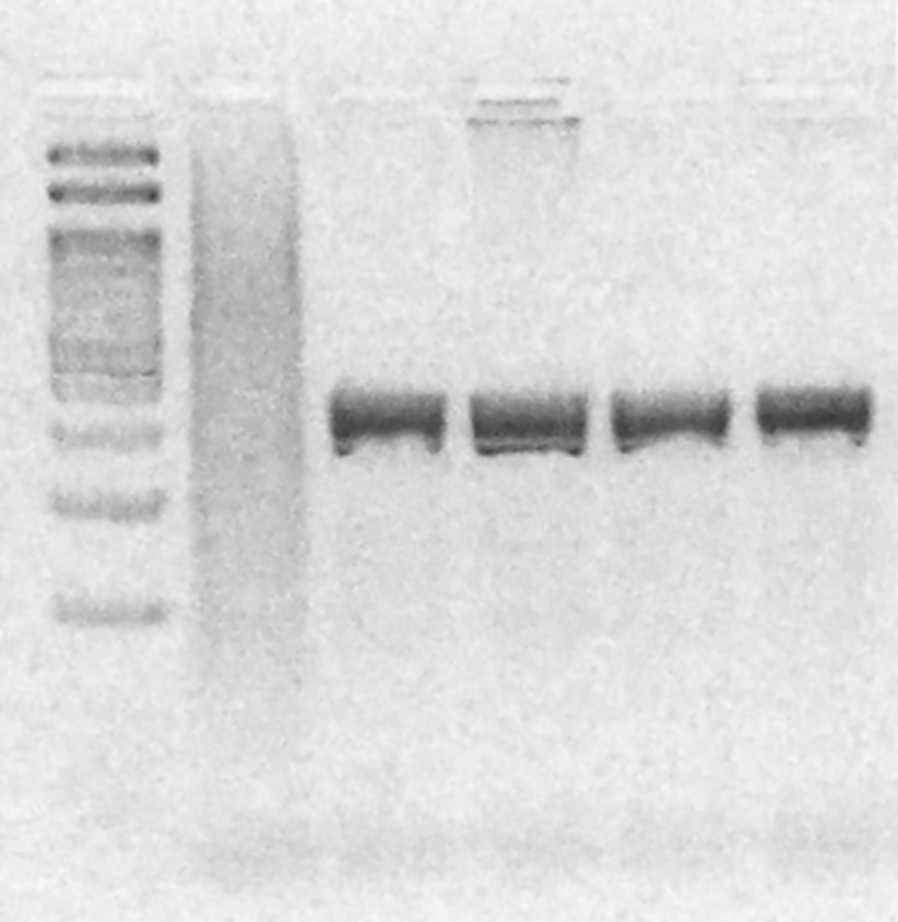 ΕΡΓΑΣΤΗΡΙΑΚΕΣ ΑΣΚΗΣΕΙΣ ΓΕΝΕΤΙΚΗΣ ΤΟΥ ΑΝΘΡΩΠΟΥ Εικόνα 6.5 Σχηματική αναπαράσταση ποσοτικοποίησης δειγμάτων DNA με χρήση φθορισμόμετρου.