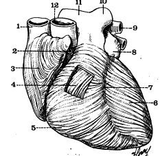 nano ATP micro sarcomeres meso fibers macro organ INRIA in silico electromechanical cardiac model Υπολογιστικά Μοντέλα του