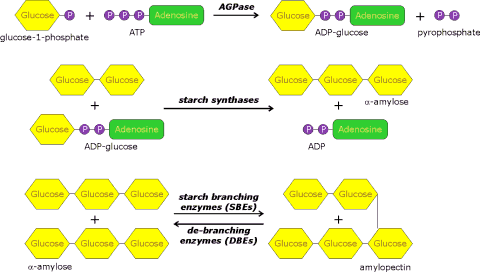 Βιοσύνθεση αμύλου (γ) Η συνθετάση του αμύλου προσθέτει ένα νέο μόριο γλυκόζης στο μη ανάγον άκρο ενός προϋπάρχοντος μορίου αμύλου.