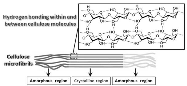 Εικόνα 3: Επαναλαμβανόμενες μονάδες (μονομερή) της κυτταρίνης Τα μονομερή της γλυκόζης, σχηματίζουν μόρια κυτταρίνης που συνδέονται με ισχυρούς δεσμούς υδρογόνου.