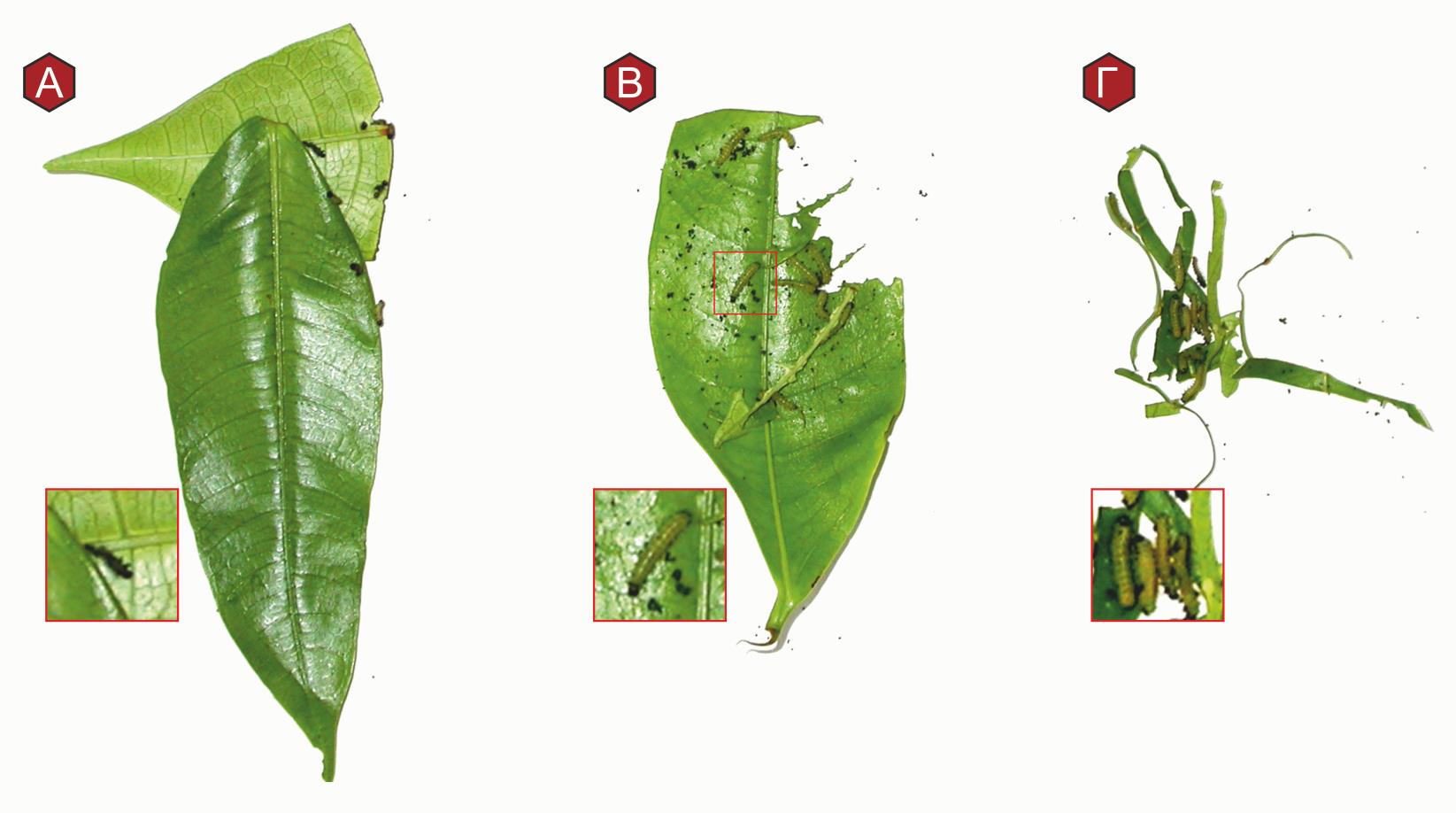 Η επίδραση του γαλακτώδους χυμού σε προνύμφες εντόμων Α) άθικτα φύλλα Ficus virgata θάνατό σε