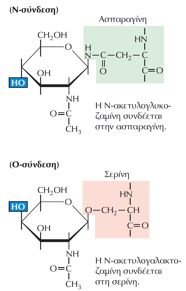 Σύνδεση υδατανθρακικών αλυσίδων στις γλυκοπρωτεΐνες Στην περίπτωση των Ν-συνδεδεμένων γλυκοπρωτεϊνών, οι υδατανθρακικές αλυσίδες συνδέονται σε κατάλοιπα ασπαραγίνης.