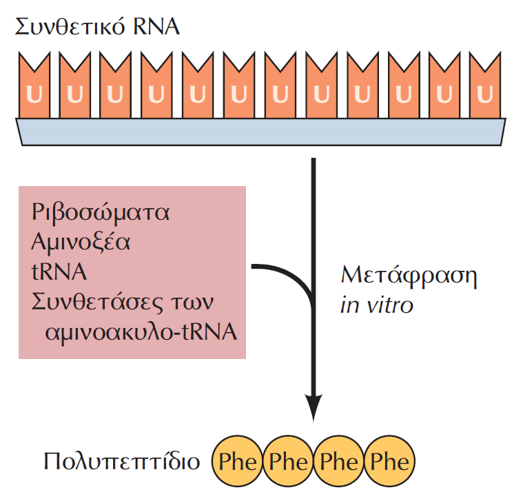 Πως έσπασε ο γενετικός κώδικας; Από τη μετάφραση in vitro ενός συνθετικού RNA που αποτελείται από