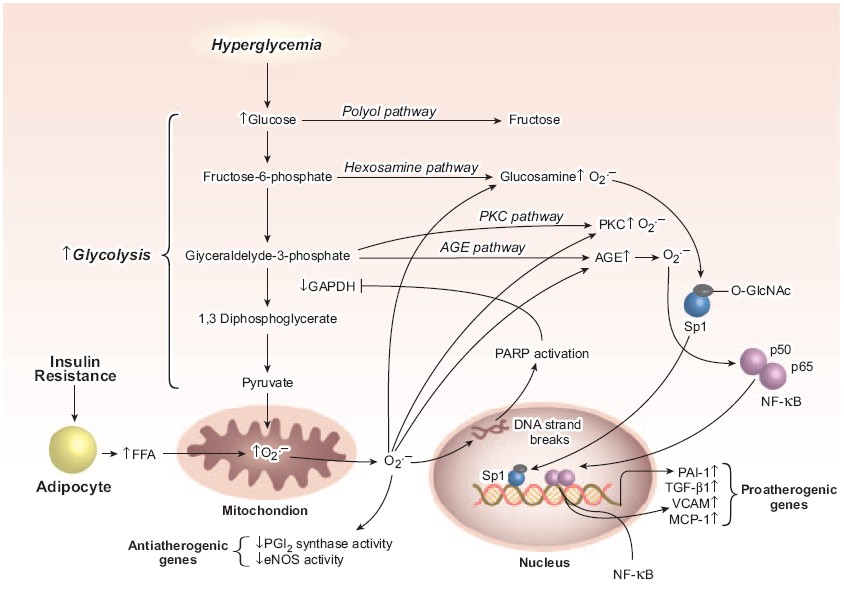 Insulin resistance and hyperglycemia-induced increased mitochondrial superoxide production