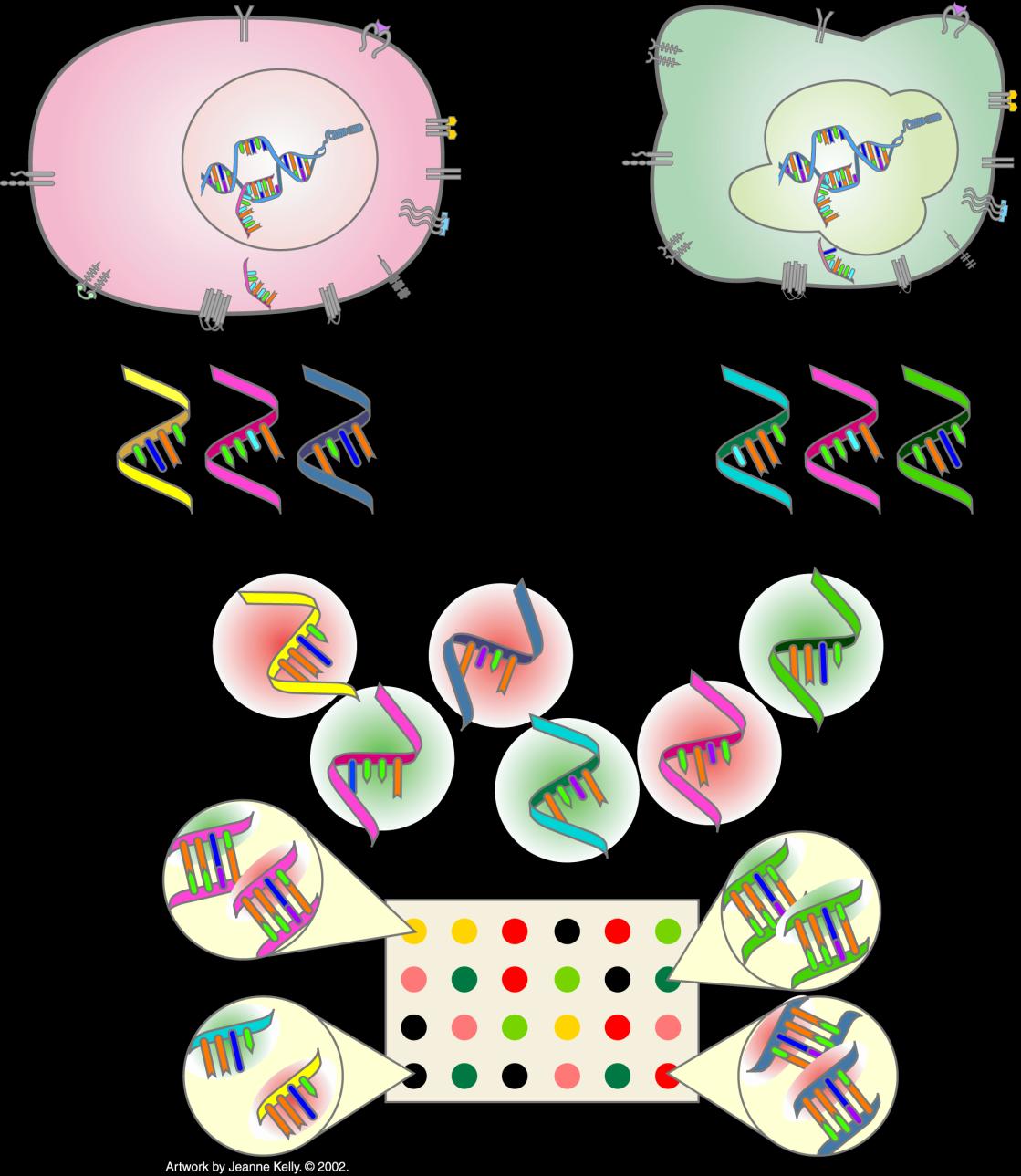 DNA microarrays to compare Cancer Cells to Normal Cells Normal cell Cancer cell Isolate mrnas Make red and green