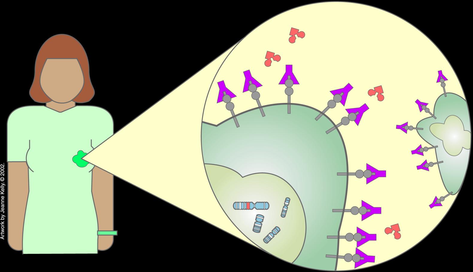 An Antibody Called Herceptin Growth factor